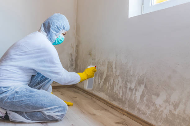 Licensed Black Mold Removal service in Glassboro, NJ - WQB Mold Removal