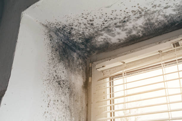 Affordable Black Mold Removal solutions in Glassboro, NJ